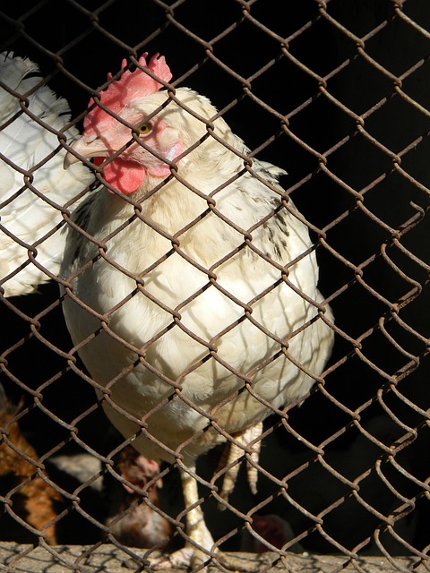 华体会登录：雄安talk｜近距离见证“足球自由.